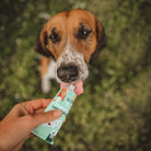 patee en tube pour chien