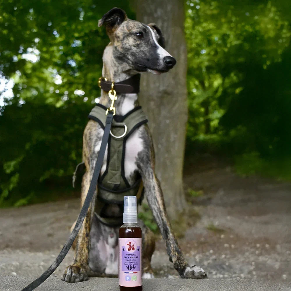 vinaigre des 4 voleurs pour chiens et chats