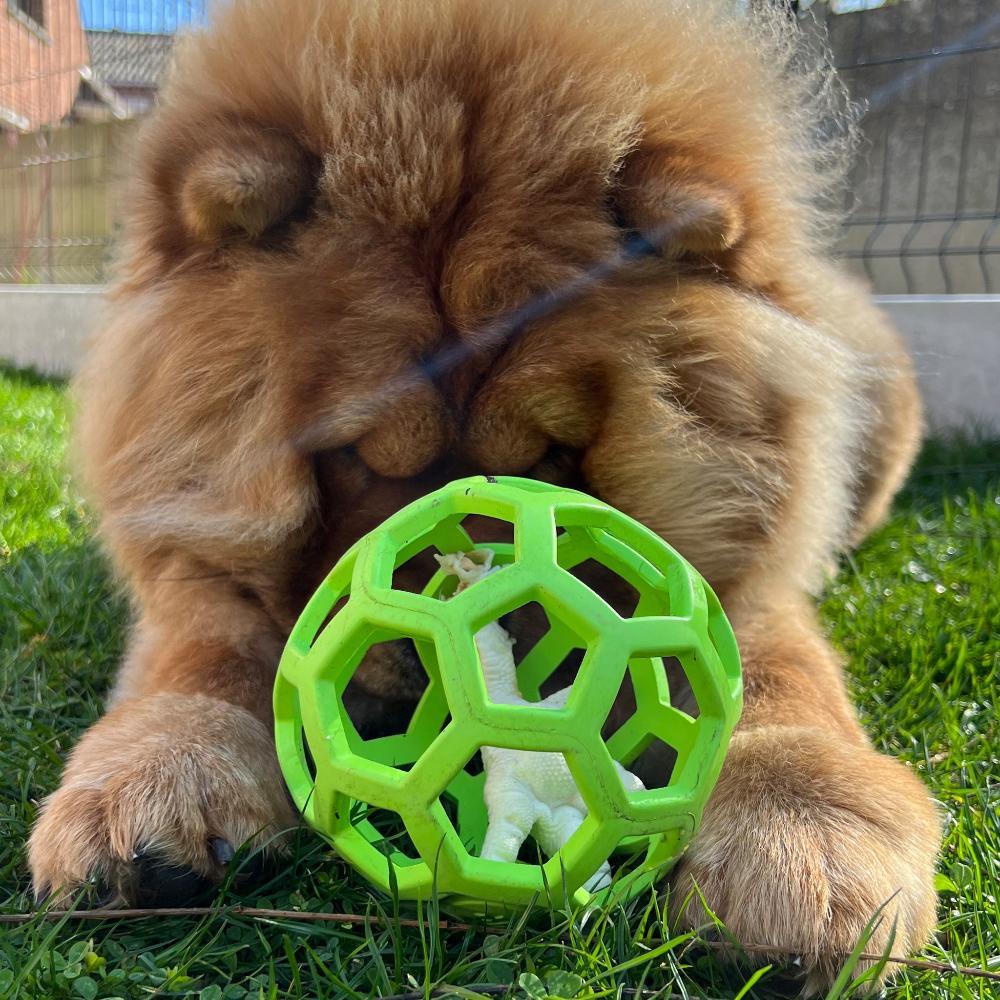 Balle JW Hol-ee Roller - aPETite Store