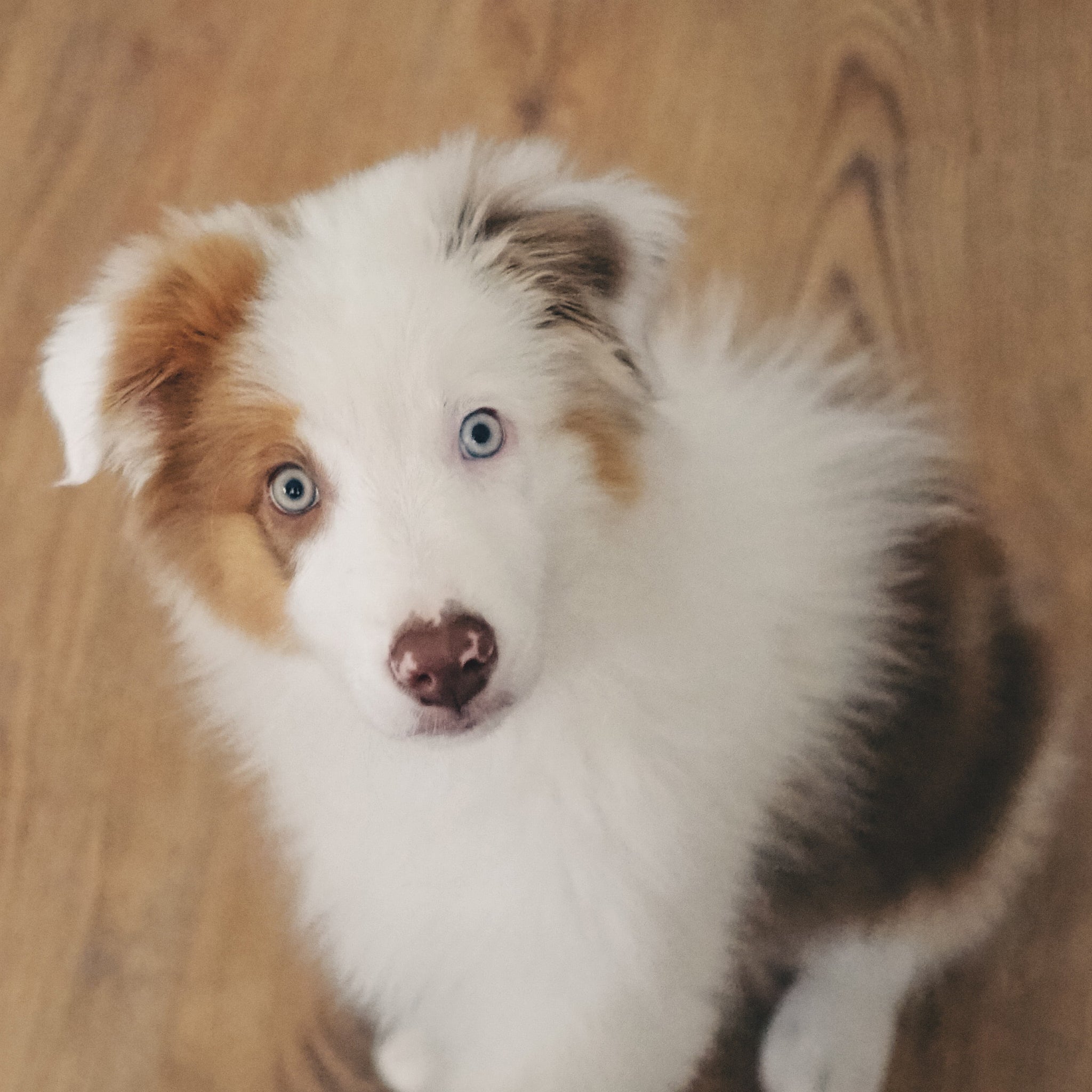 La sélection chiot – 5 mois - aPETite Store