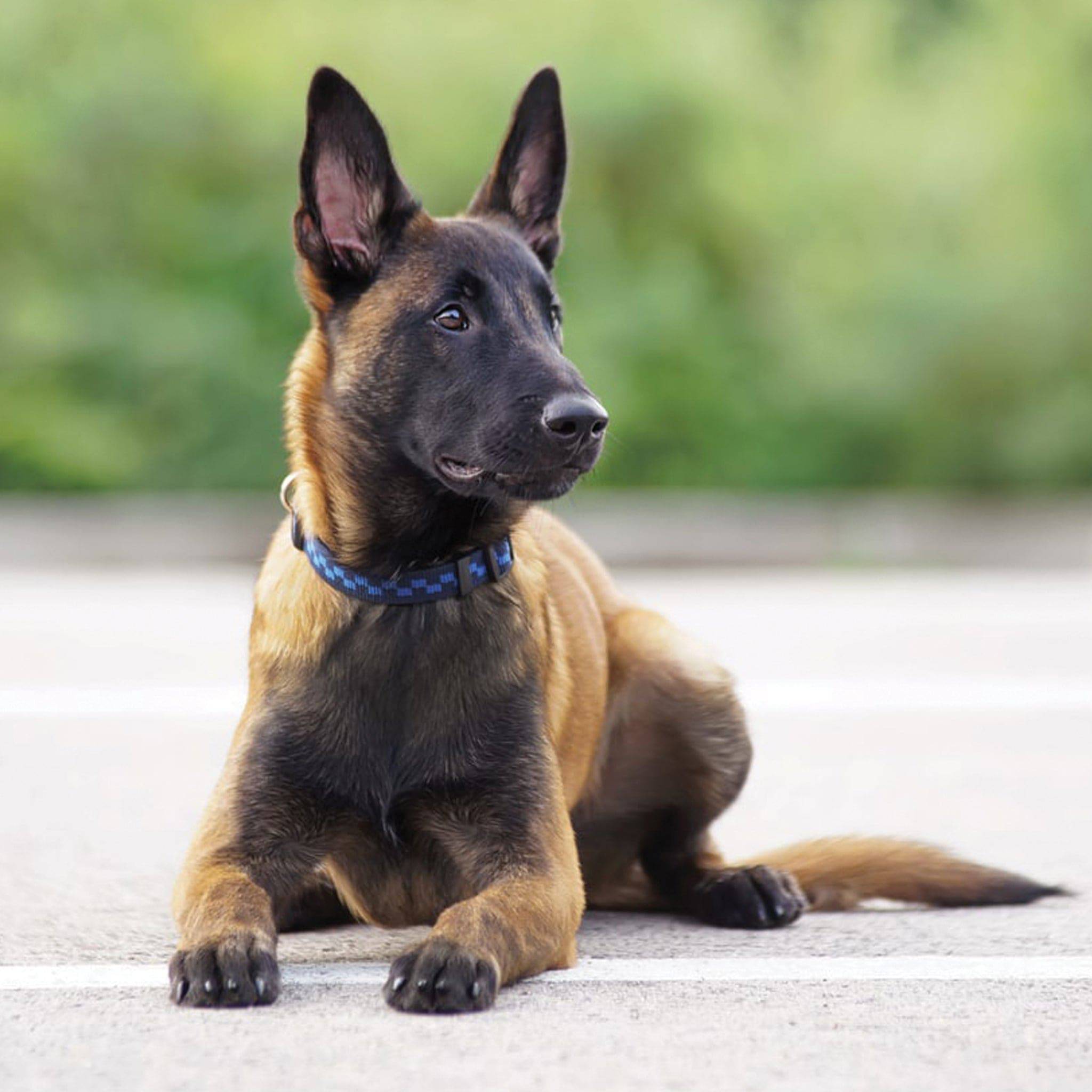 La sélection chiot – 5 mois - aPETite Store