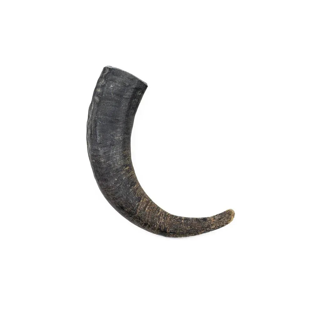 Corne de buffle d'eau - aPETite Store