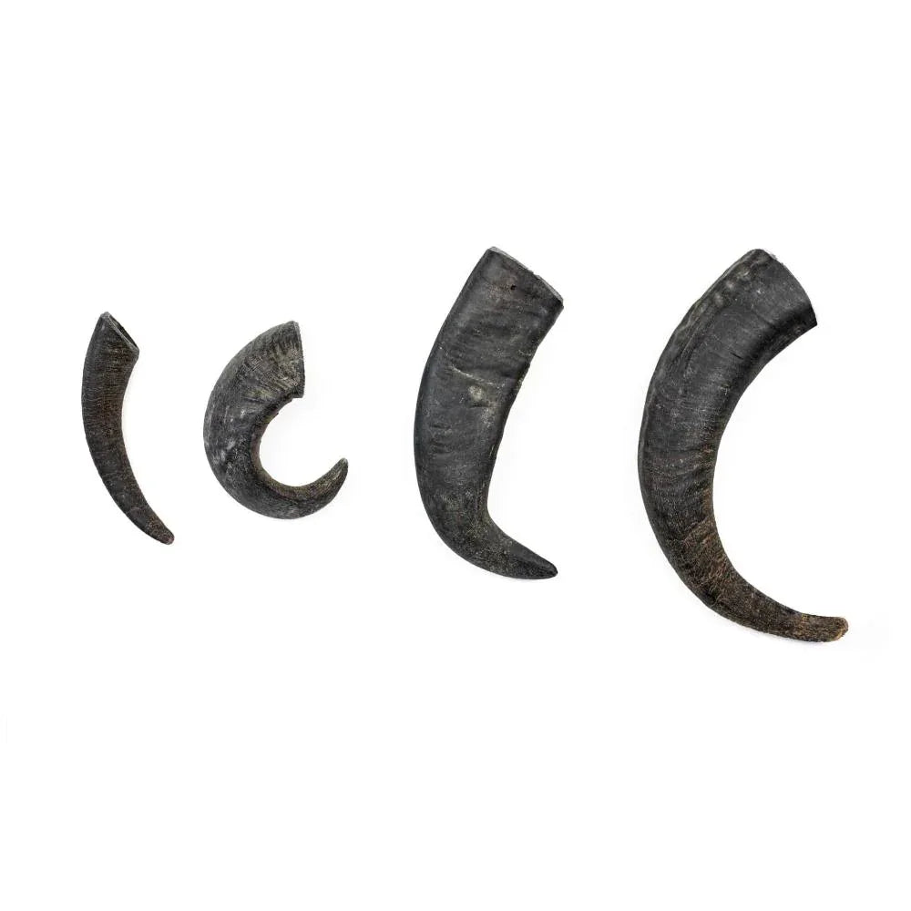 Corne de buffle d'eau - aPETite Store