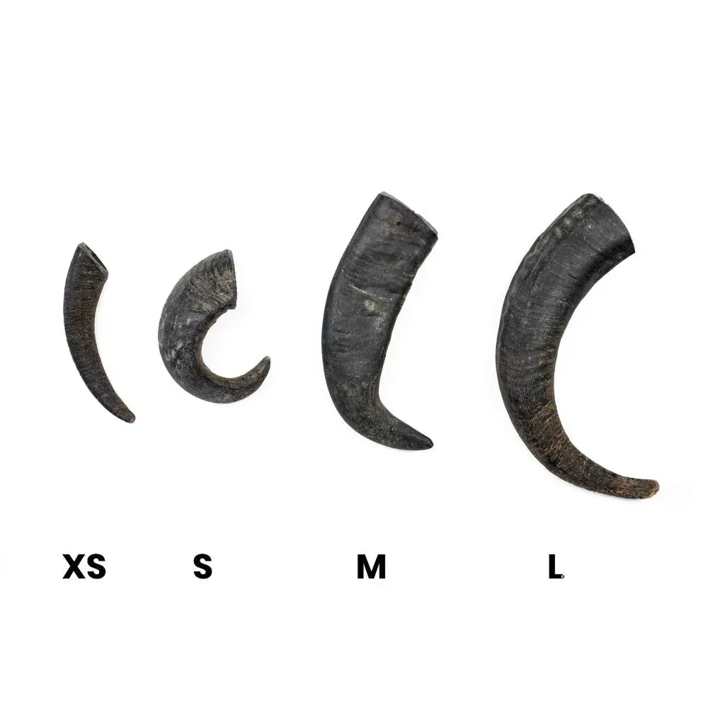 Corne de buffle d'eau - aPETite Store