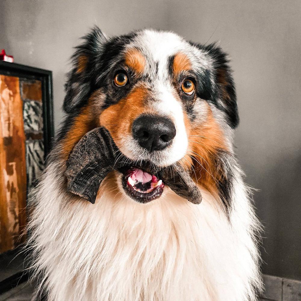 Corne de mouton - aPETite Store