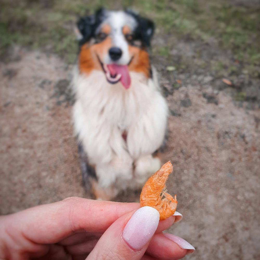 Kiwi Walker crevettes pour chiens et chats