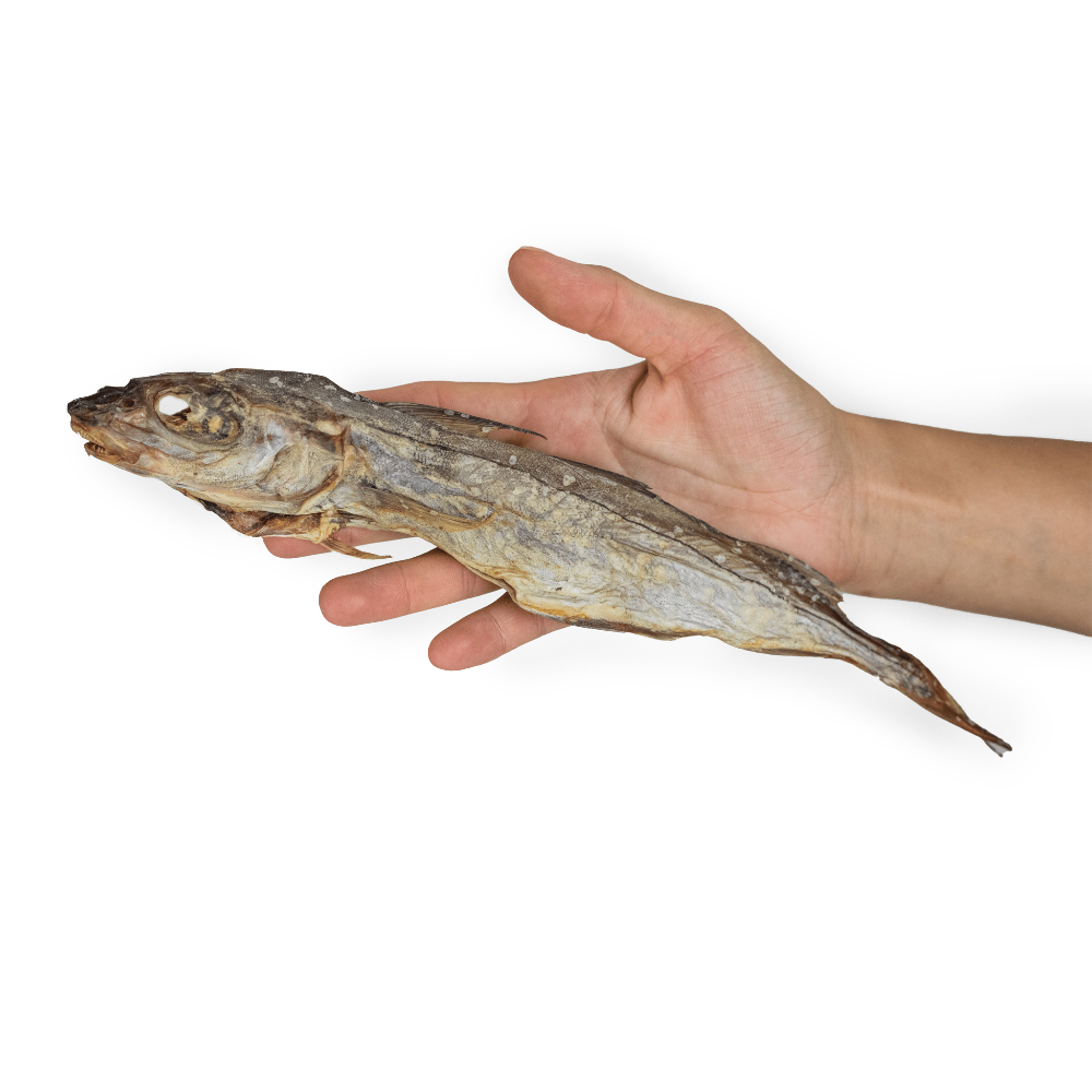 haddock pour chien
