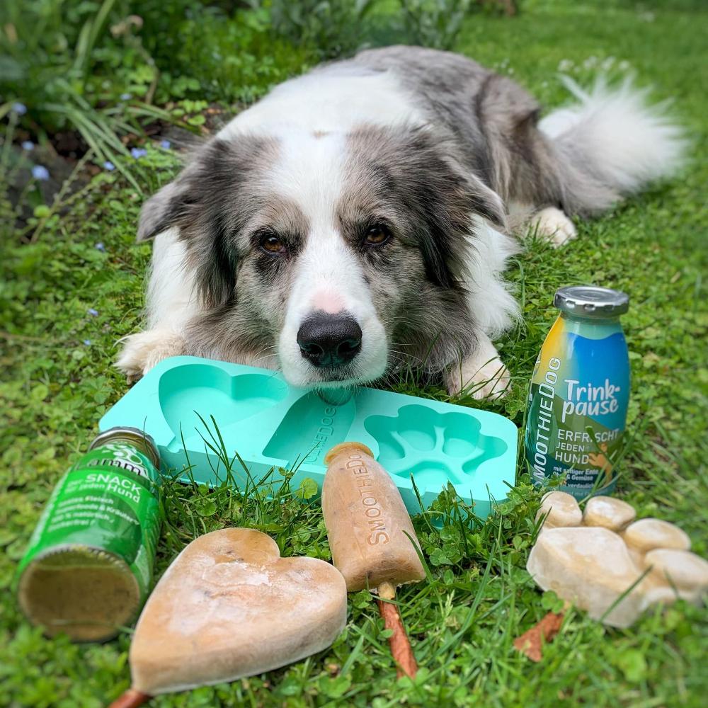 kit à glace pour chien zooplus