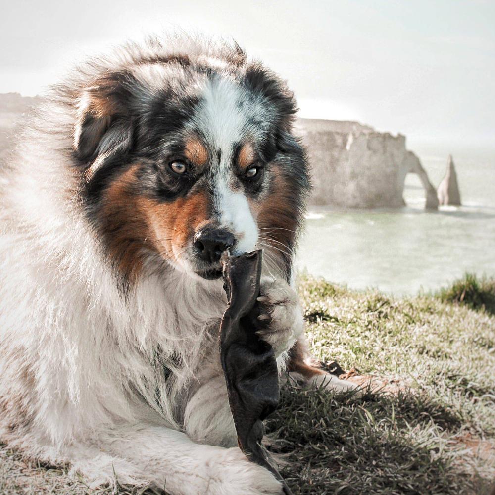 Peau de chameau xl pour chiens