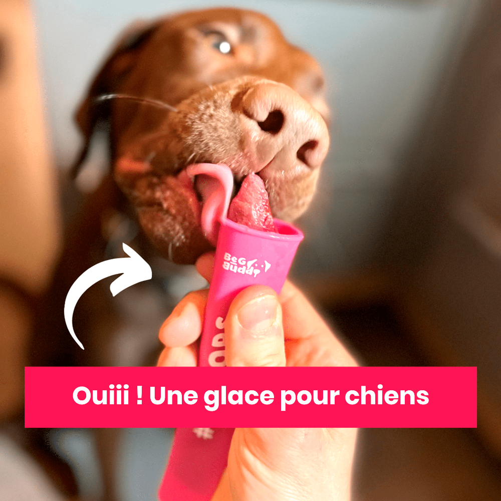 Ice Pops pour glace DIY - Apetite Store