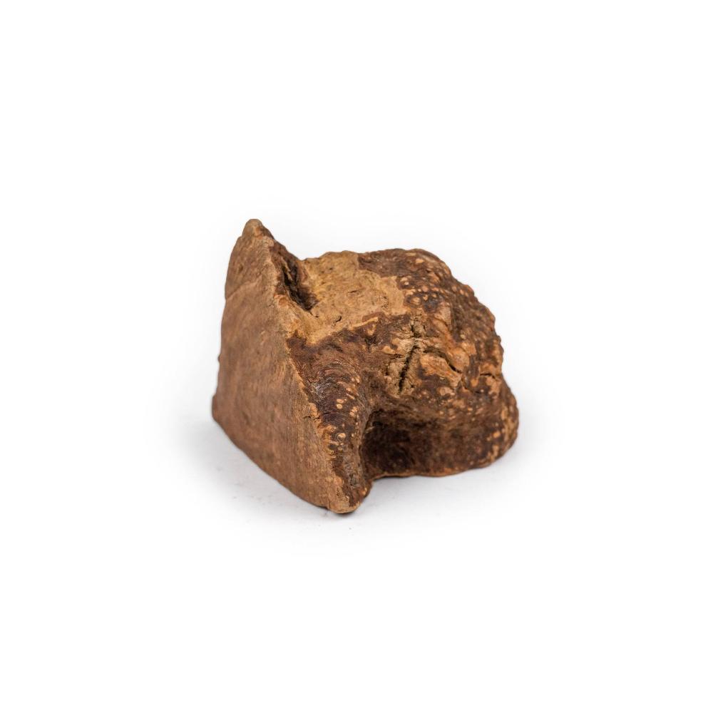 tree root for dogs