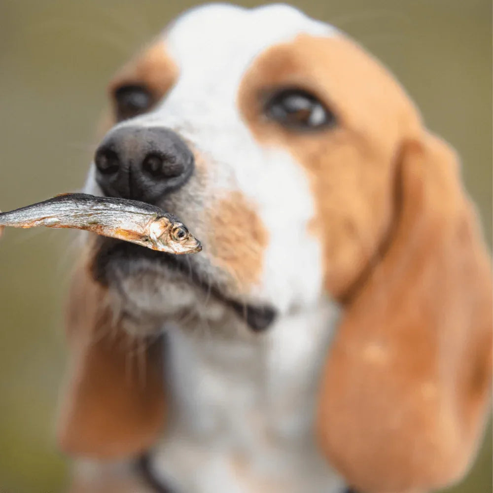 sprat déshydratés pour chien