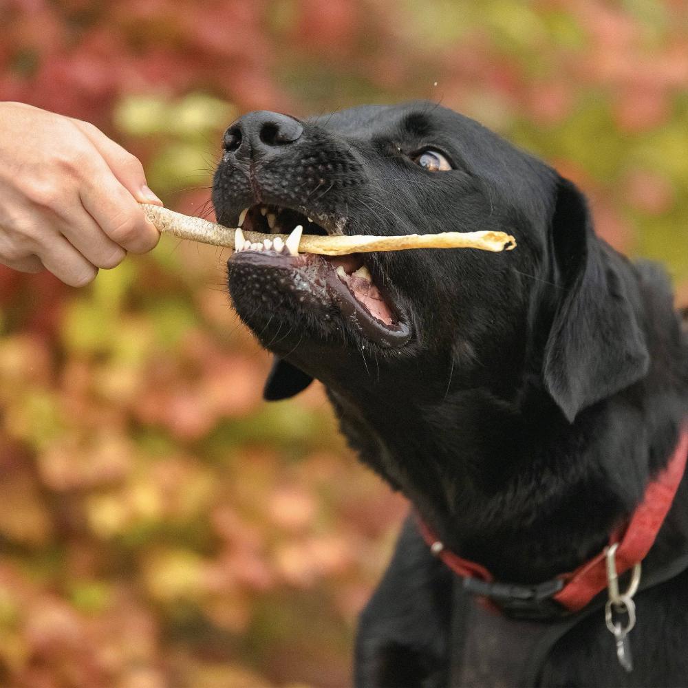 peau de rouget pour chien