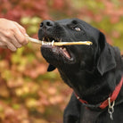 peau de rouget pour chien