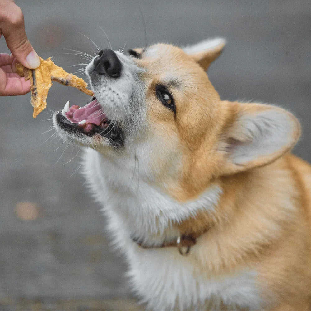 Ailes de poulet – 200g - aPETite Store