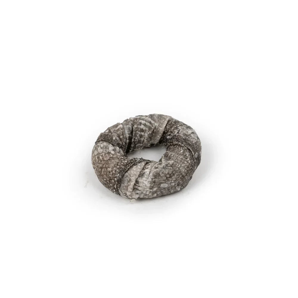 anneau morue pour chien