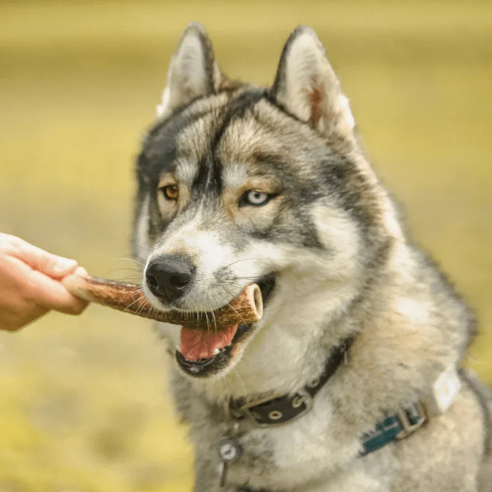 Bois de cerf entier - aPETite Store