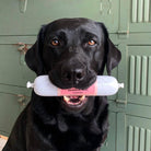 boudins de patee pour chiens