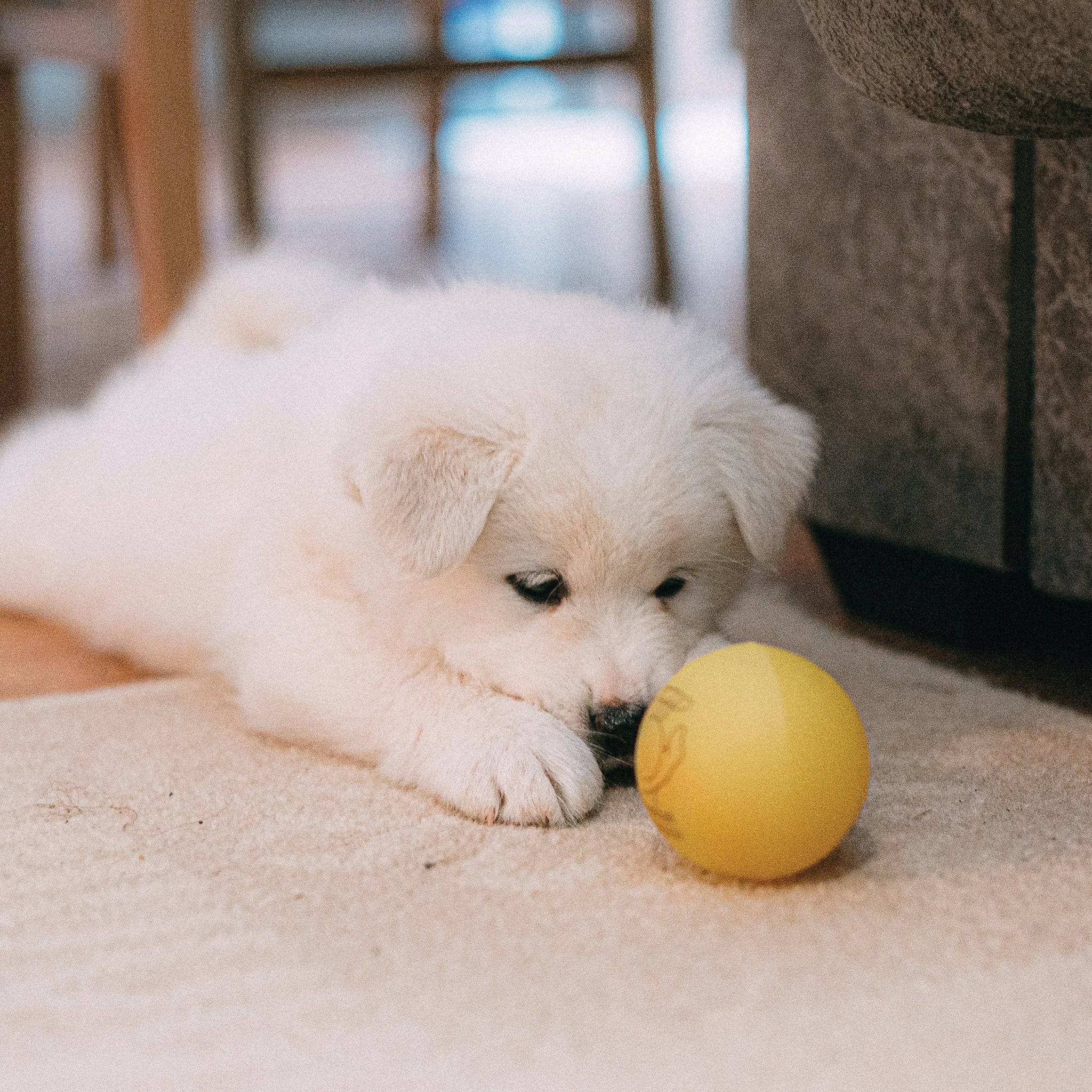 La sélection chiot – 3 mois - aPETite Store