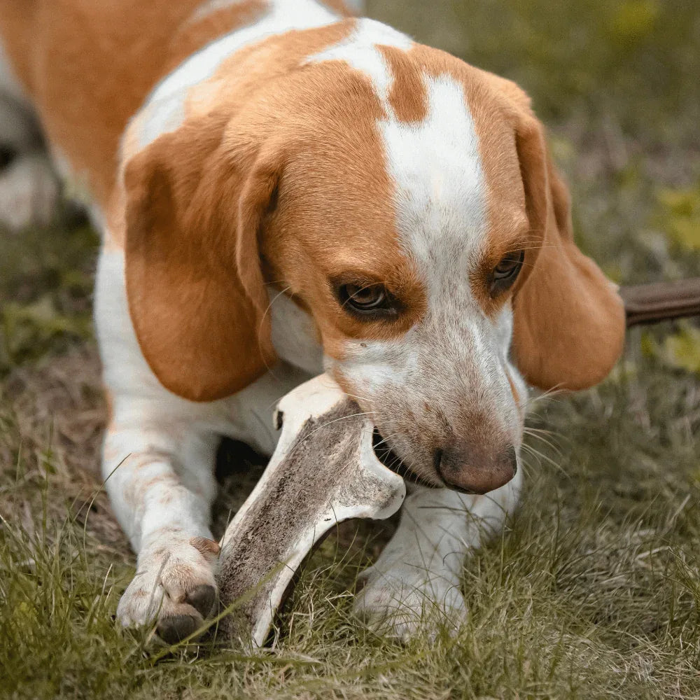 Bois de cerf tranché - aPETite Store