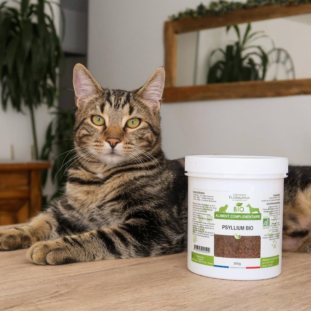 psyllium pour chats
