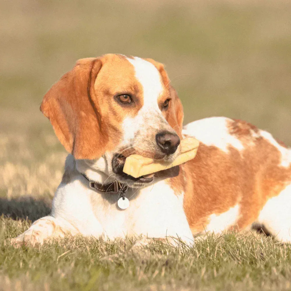 fromage de yak pour chiens
