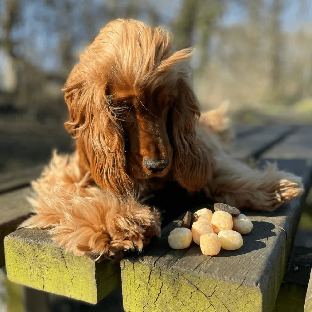 Cheese Pop – Cubes de fromage soufflés - aPETite Store