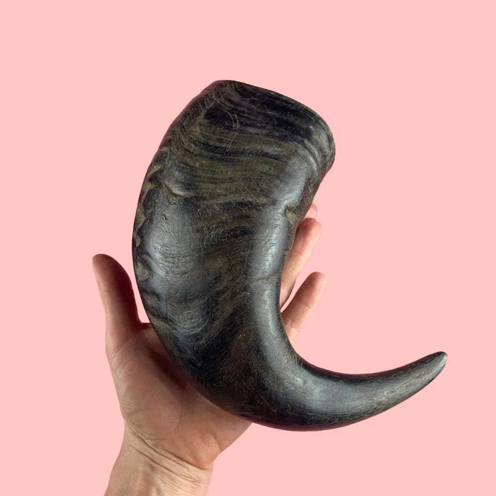 Corne de buffle d'eau - aPETite Store