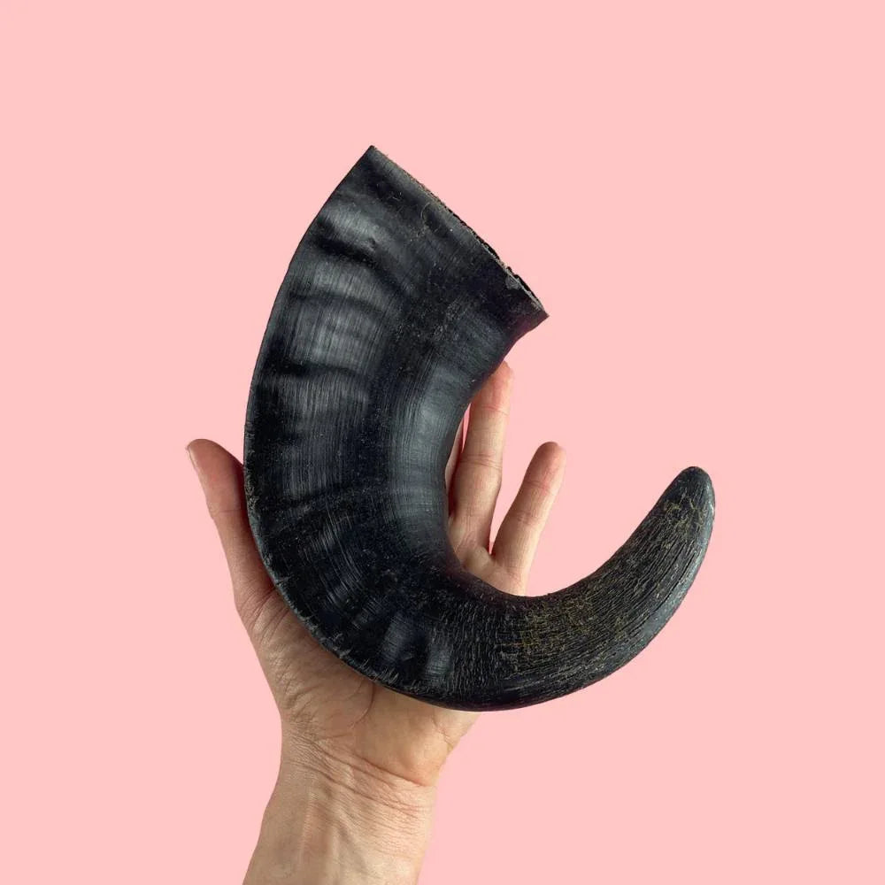 Corne de buffle d'eau - aPETite Store