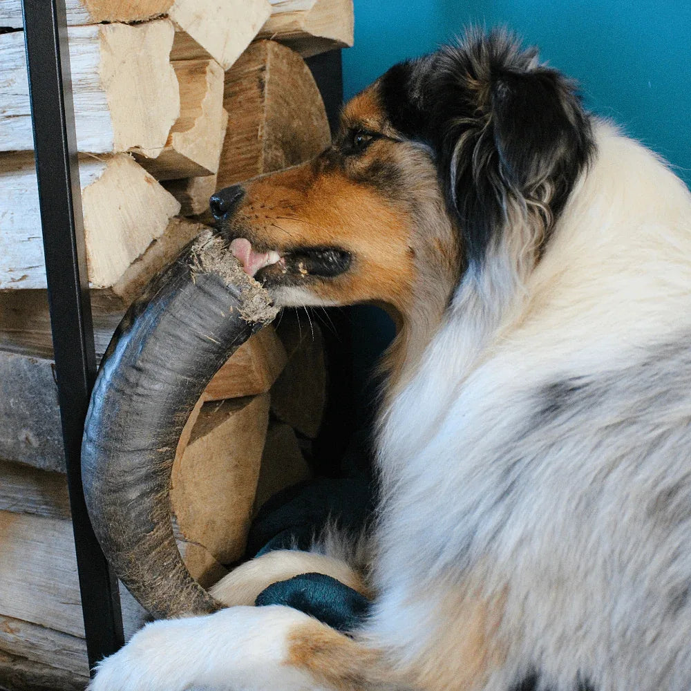 Corne de buffle d'eau - aPETite Store