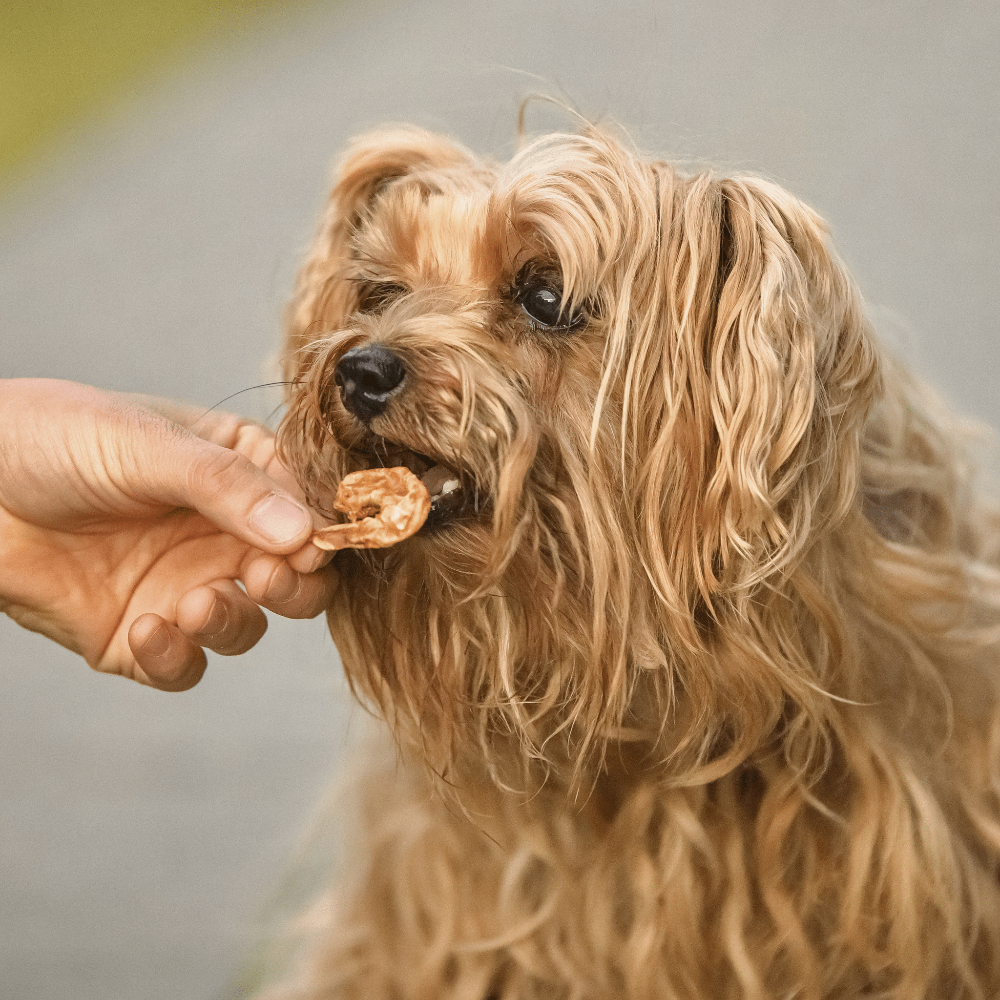 crevettes pelees pour chiens