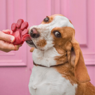 glace pour chien