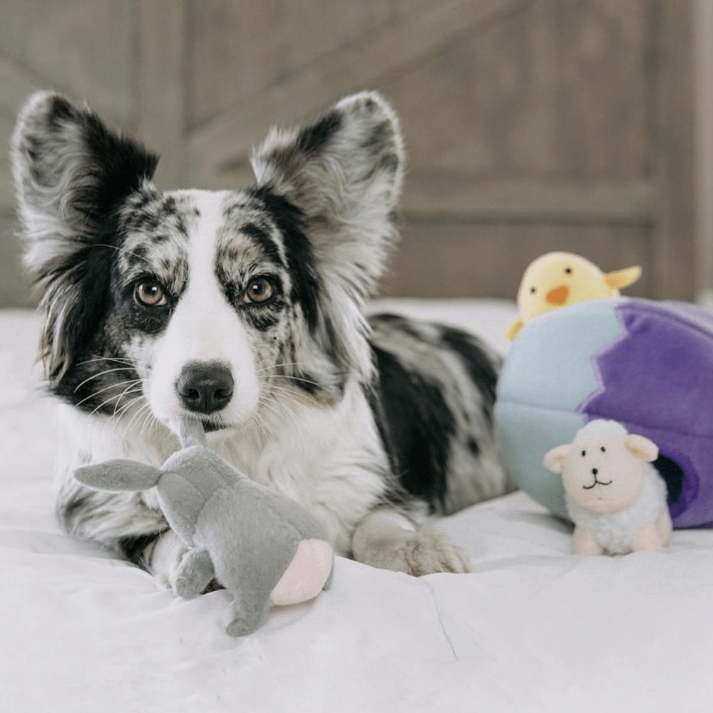 jouet d'occupation pour chien oeuf de paques