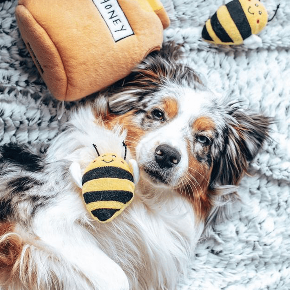 jouet pour chien honey aussie sedona