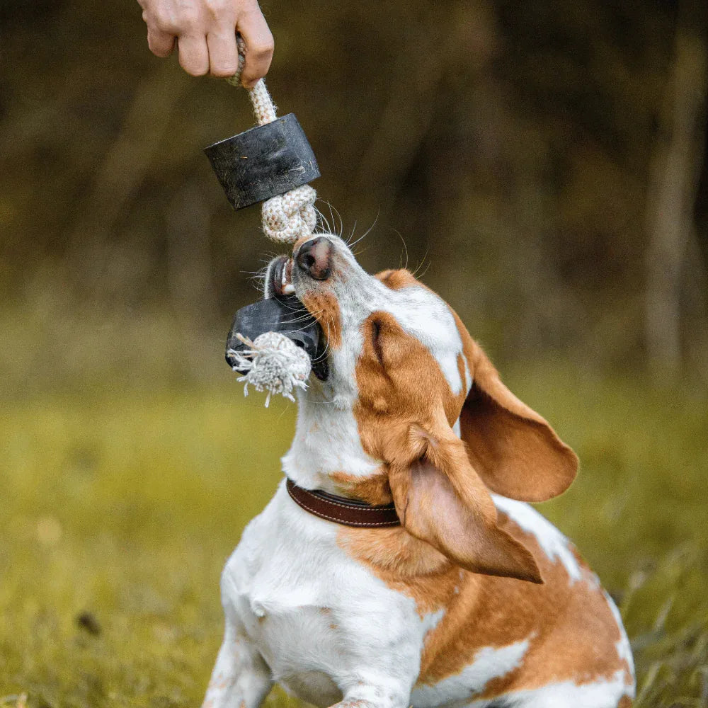 Corne de buffle sur corde - aPETite Store