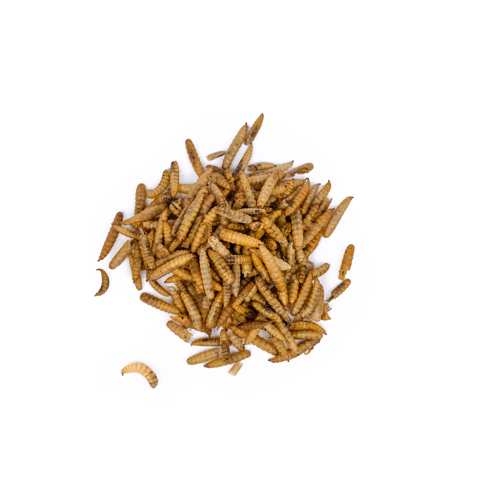 larves de mouche pour chien