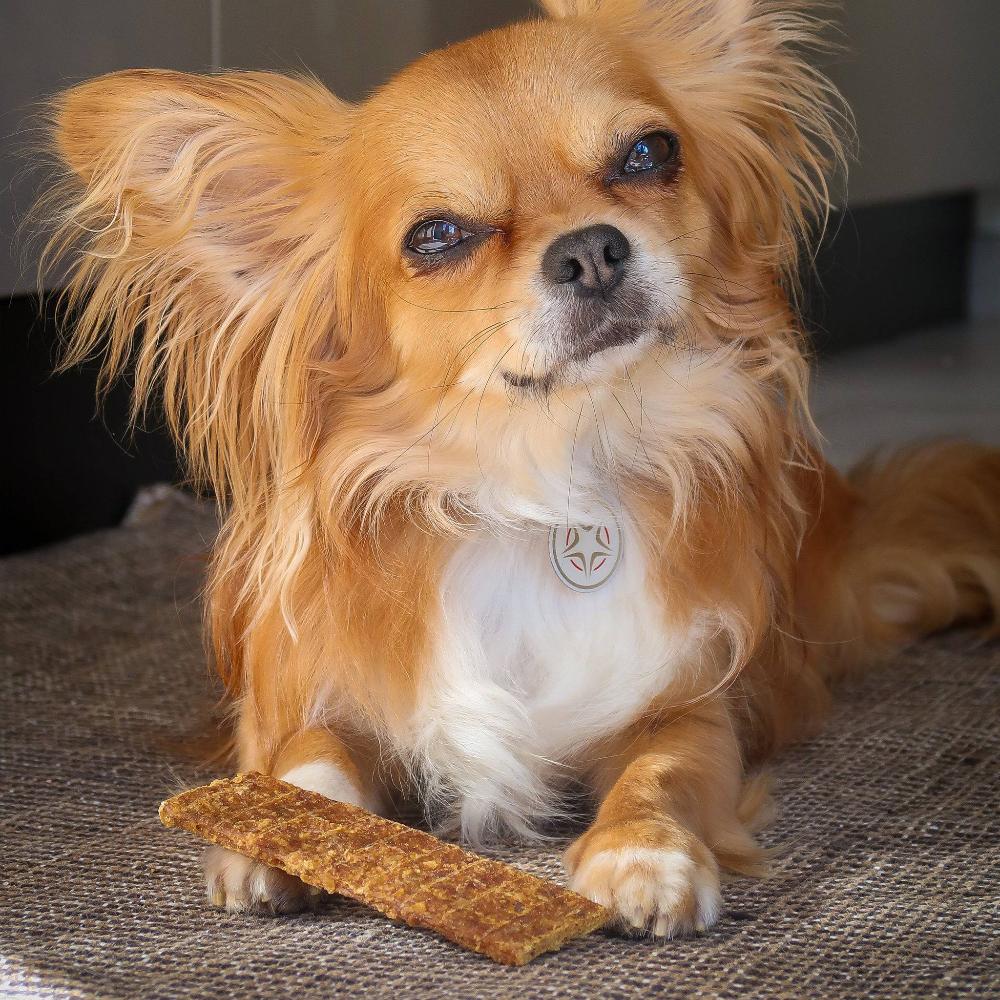 stick de viande pour chien