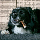 mini peau de chameau pour chien
