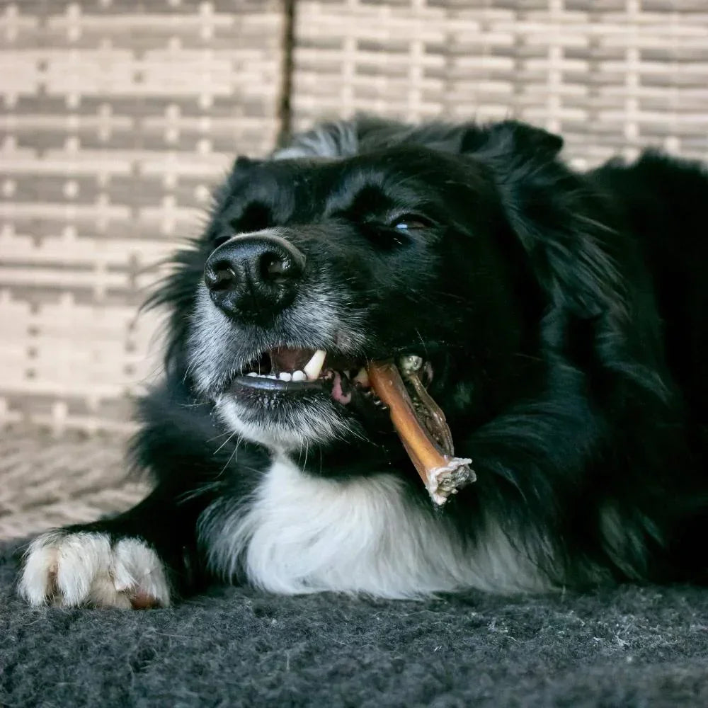 mini peau de chameau pour chien