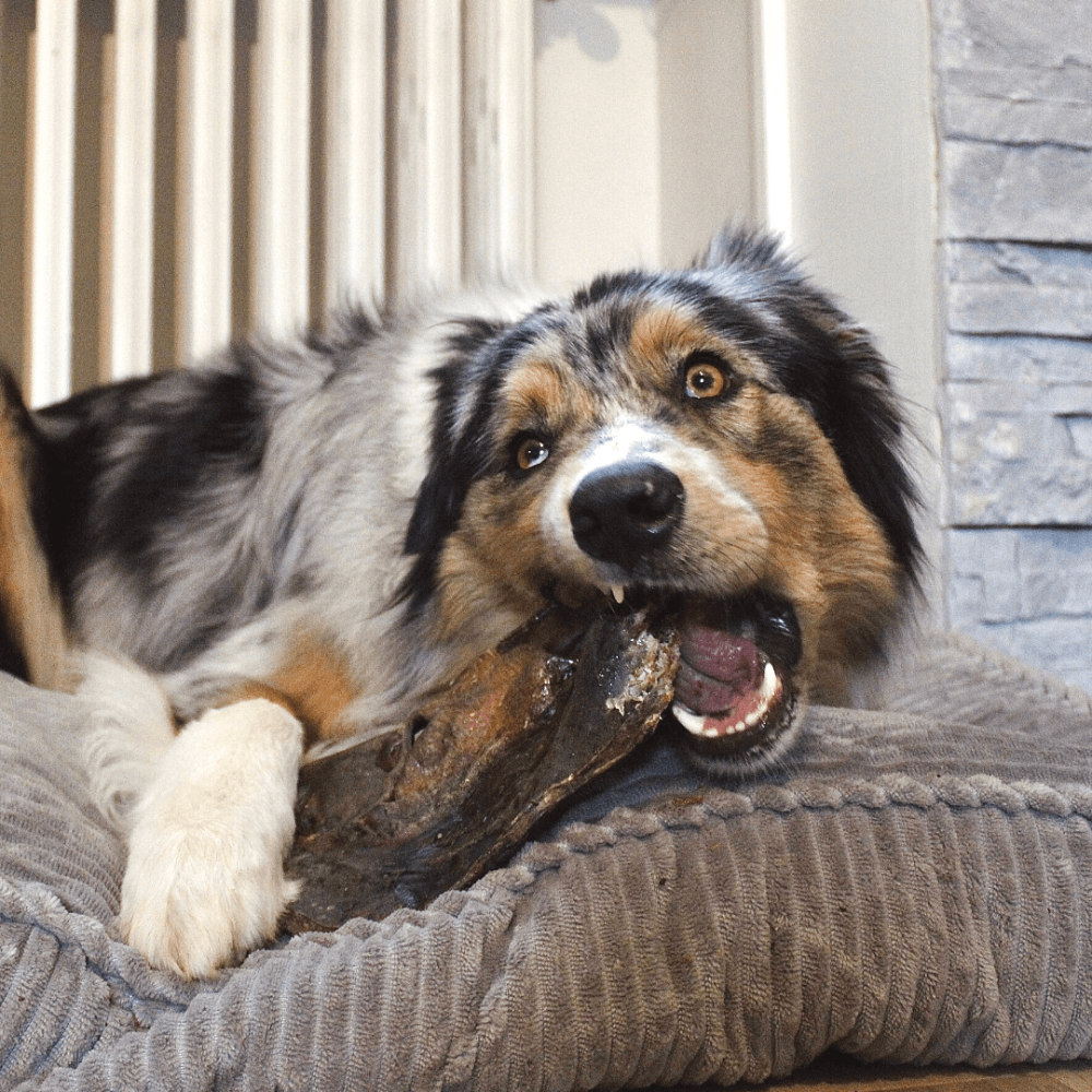 museau de boeuf pour chien