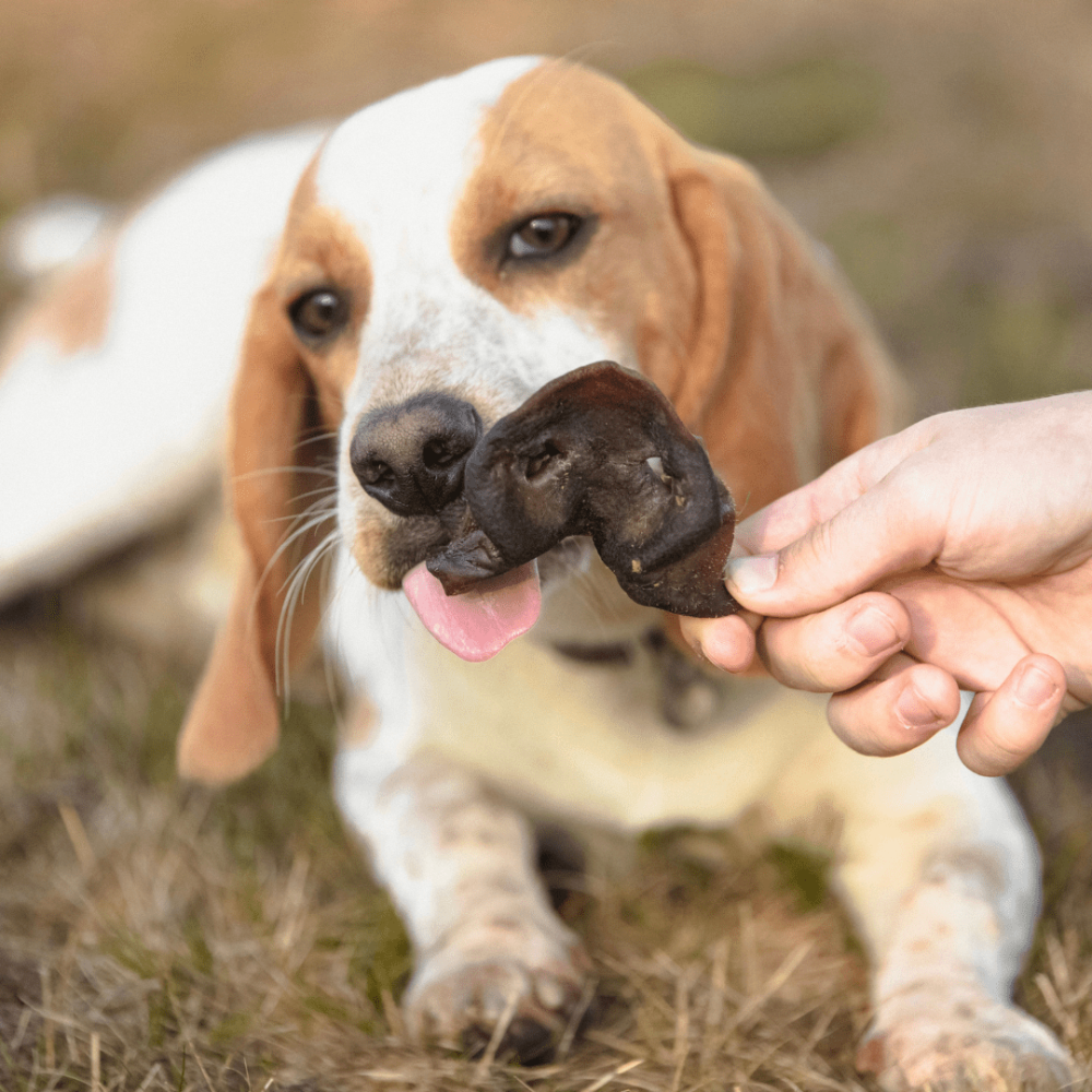 groins de porc pour chiens