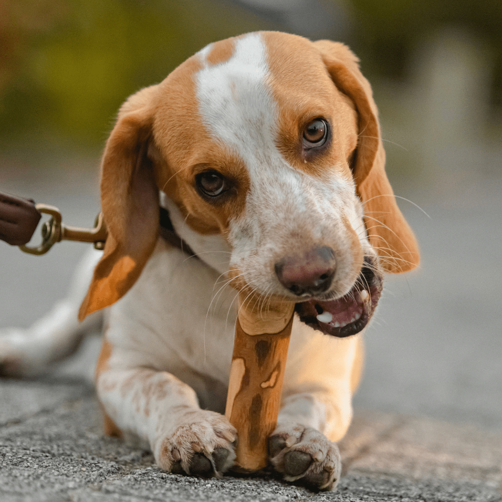 bois à mastiquer pour chien