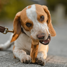 bois à mastiquer pour chien