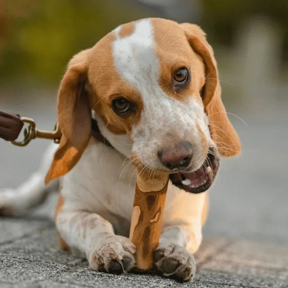 bois à mastiquer pour chien