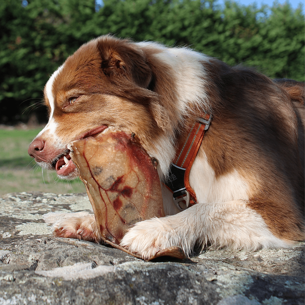 oreille de cochon pour chien