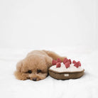 peluche de fouille tarte pour chien