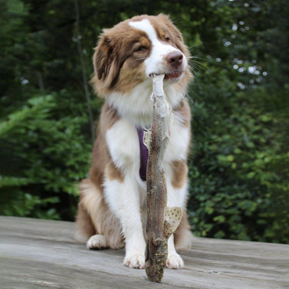 poisson entier pour chien