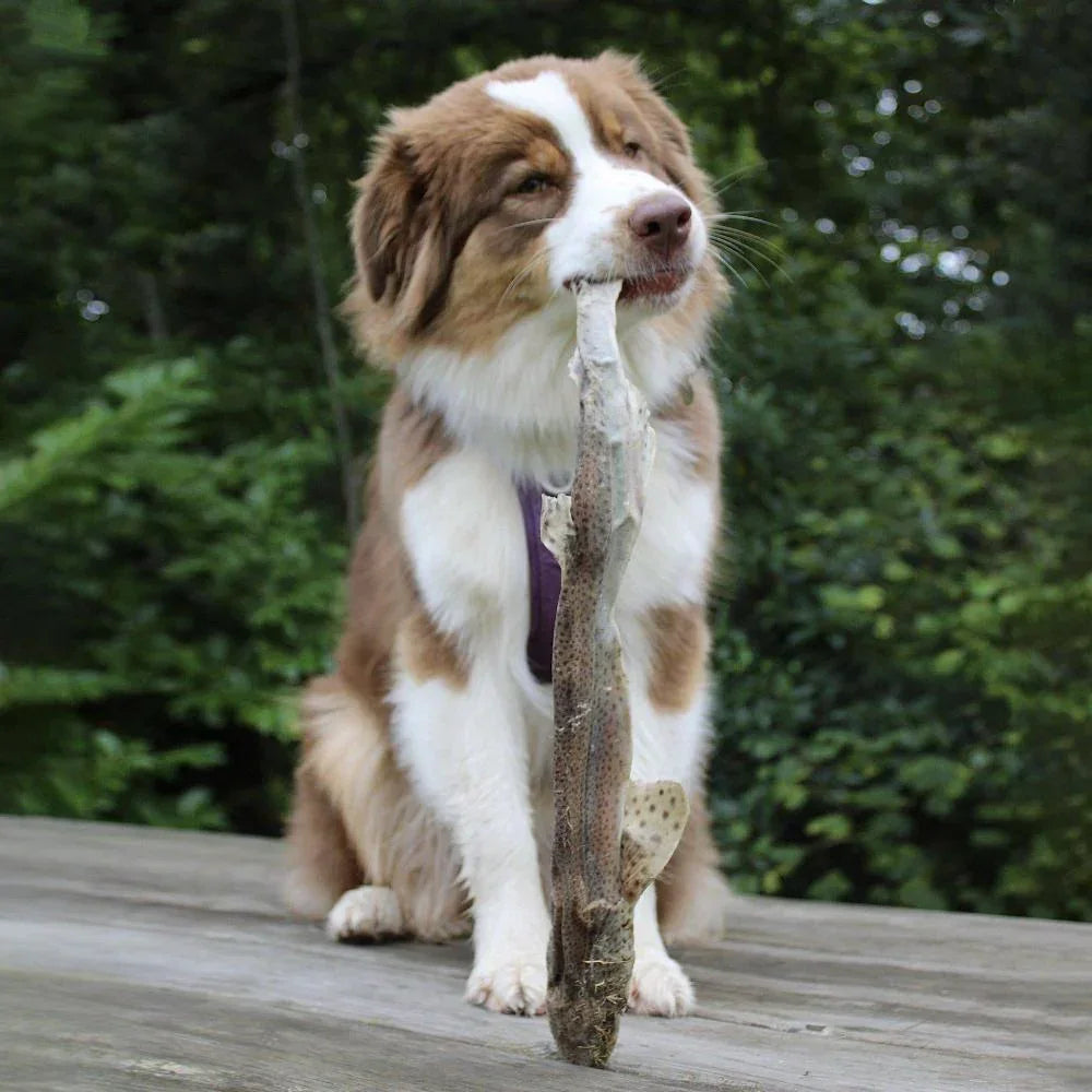 poisson entier pour chien