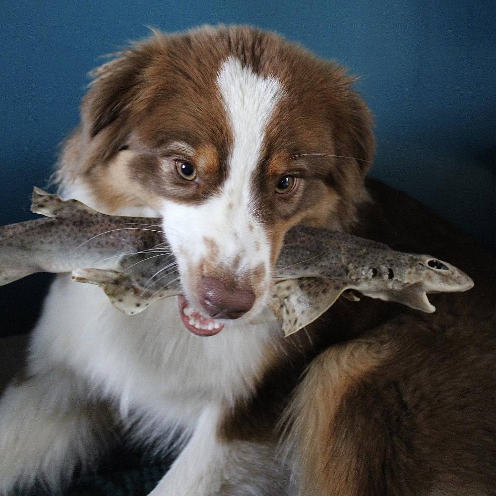 roussette friandise XXL pour chien