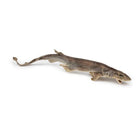 roussette pour chien mini requin